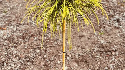 Żywotnik olbrzymi 'Golden Whipcord'