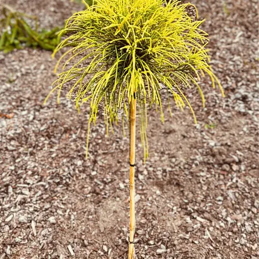 Żywotnik olbrzymi 'Golden Whipcord'