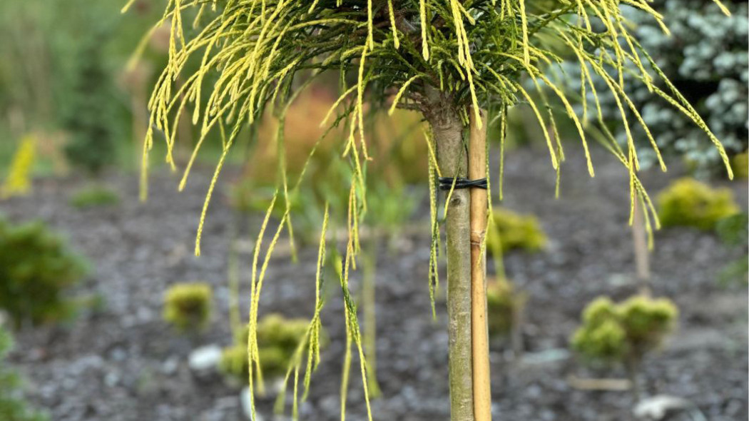 Zywotnik olbrzymi 'Golden Whipcord'