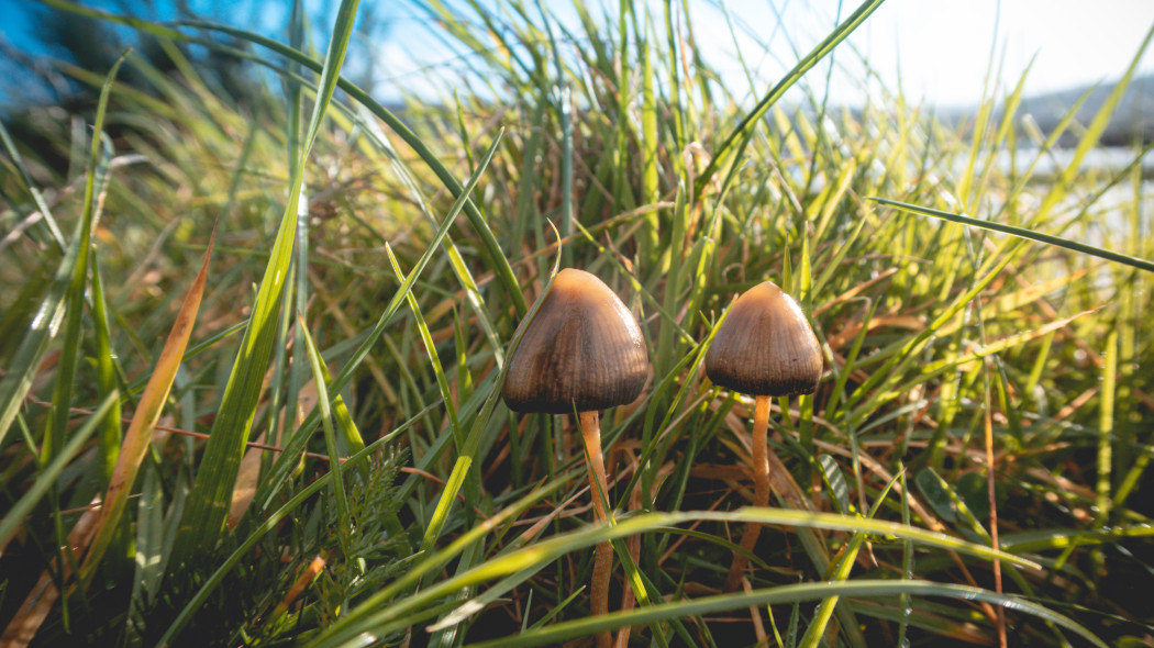 Lysiczka lancetowata Psilocybe semilanceata, fot. AdobeStock_391127162