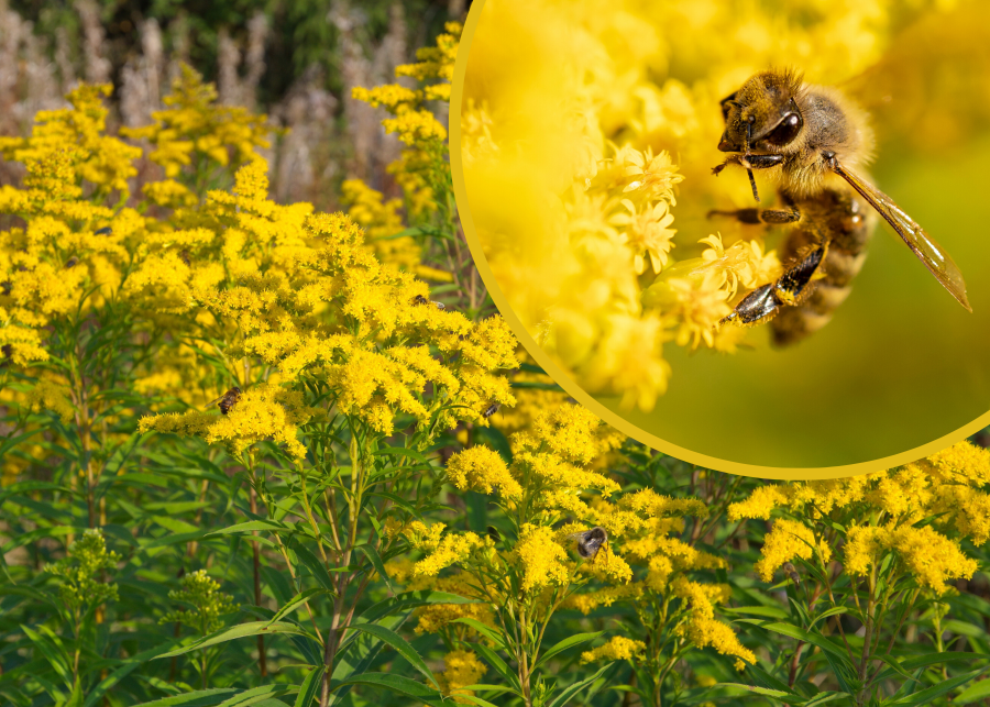 Nawłoć kanadyjska jest zabójczo groźna dla pszczół