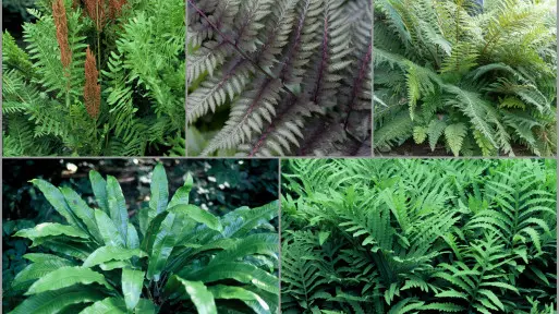 Co posadzić obok paproci? | Lista roślin