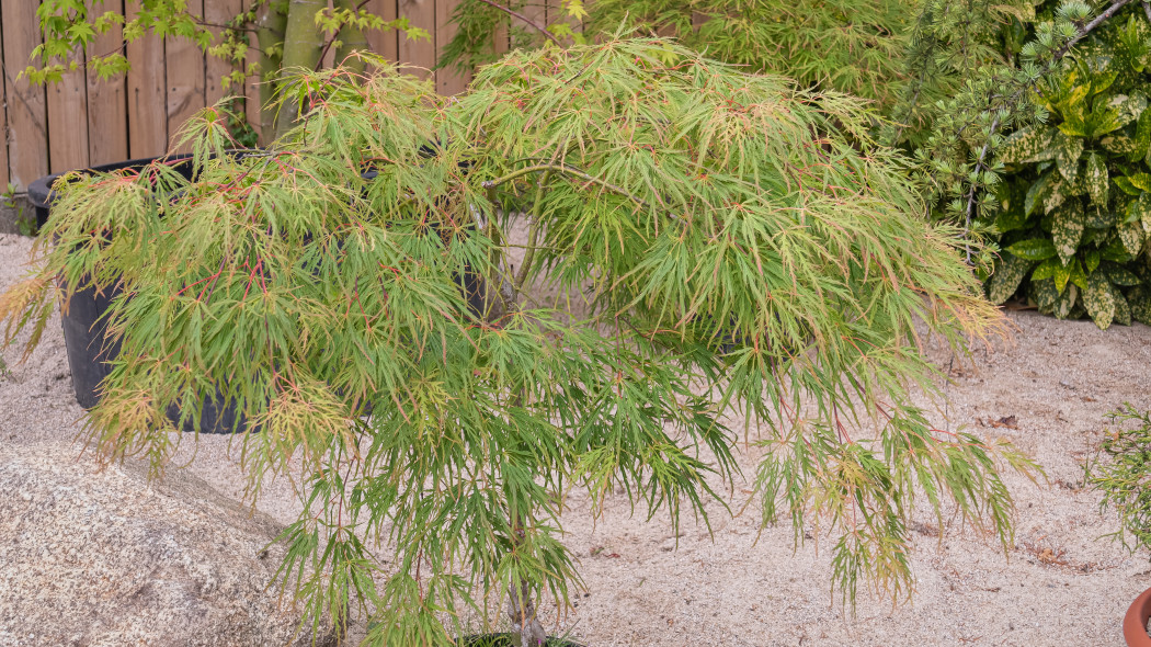 Klon palmowy seiryu acer palmatum