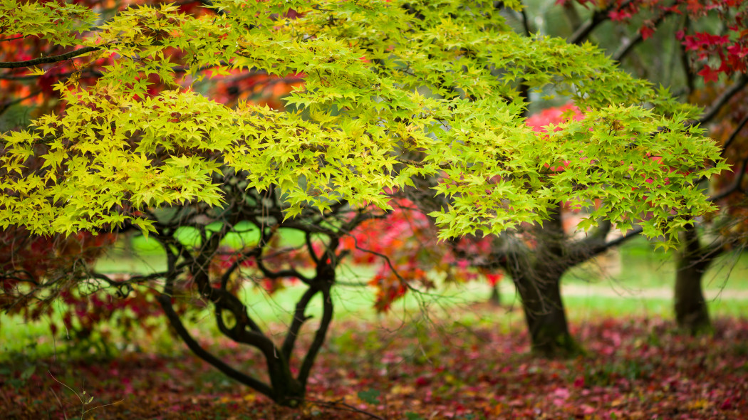 Klon palmowy acer palmatum