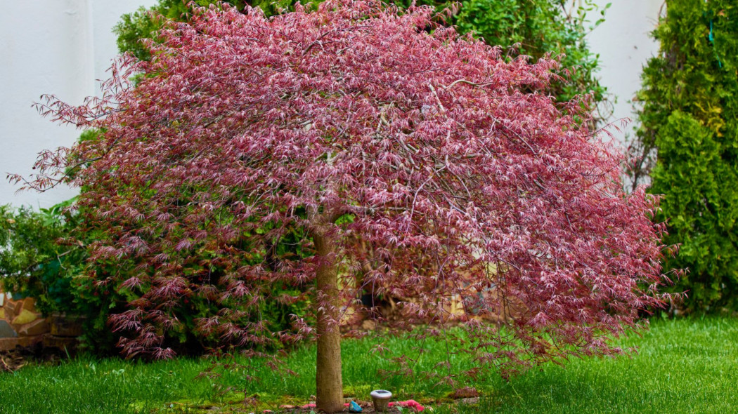 Klon palmowy acer palmatum