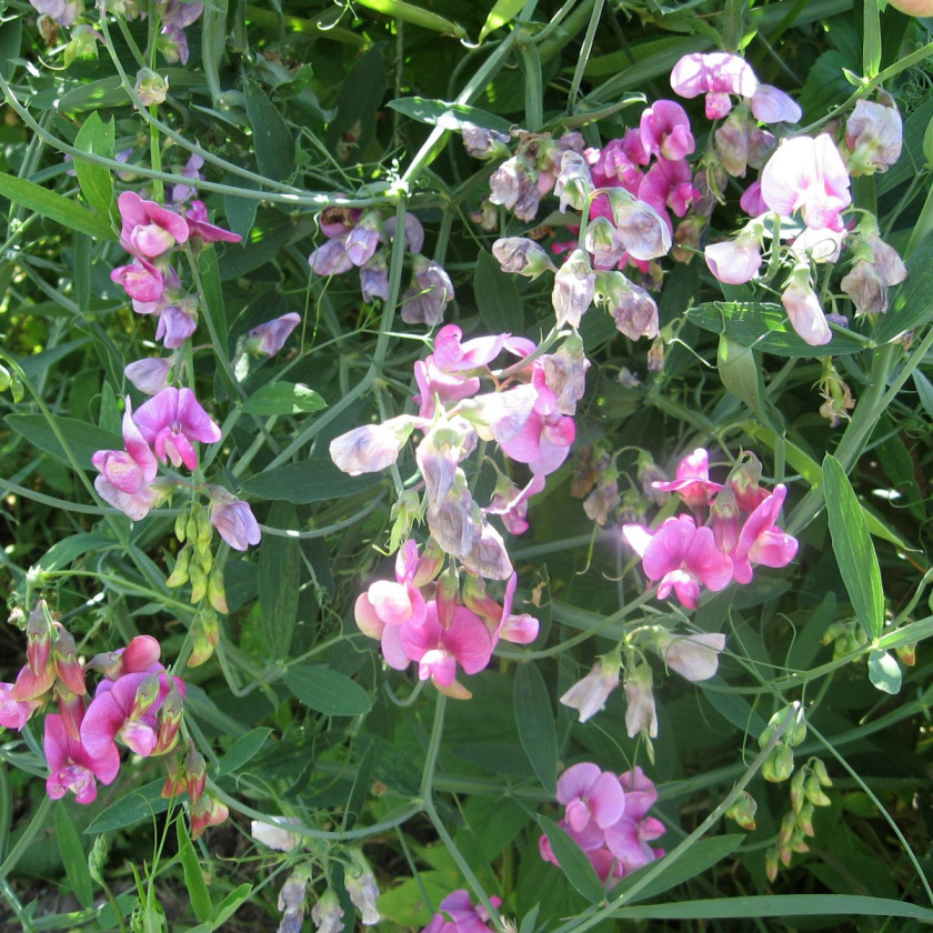 Groszek pachnacy Lathyrus odoratus, fot. AdobeStock_223434451