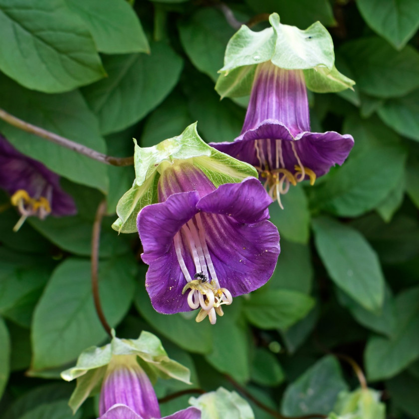 Kobea pnaca Cobaea scandens, fot. AdobeStock_547134366