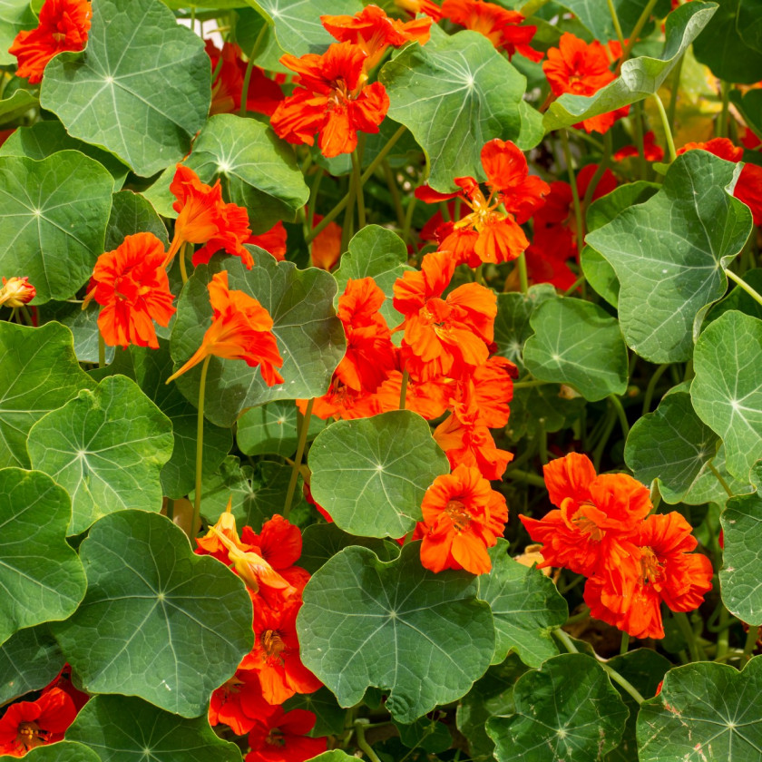 Nasturcja pnaca Tropaeolum majus, fot. AdobeStock_606833431