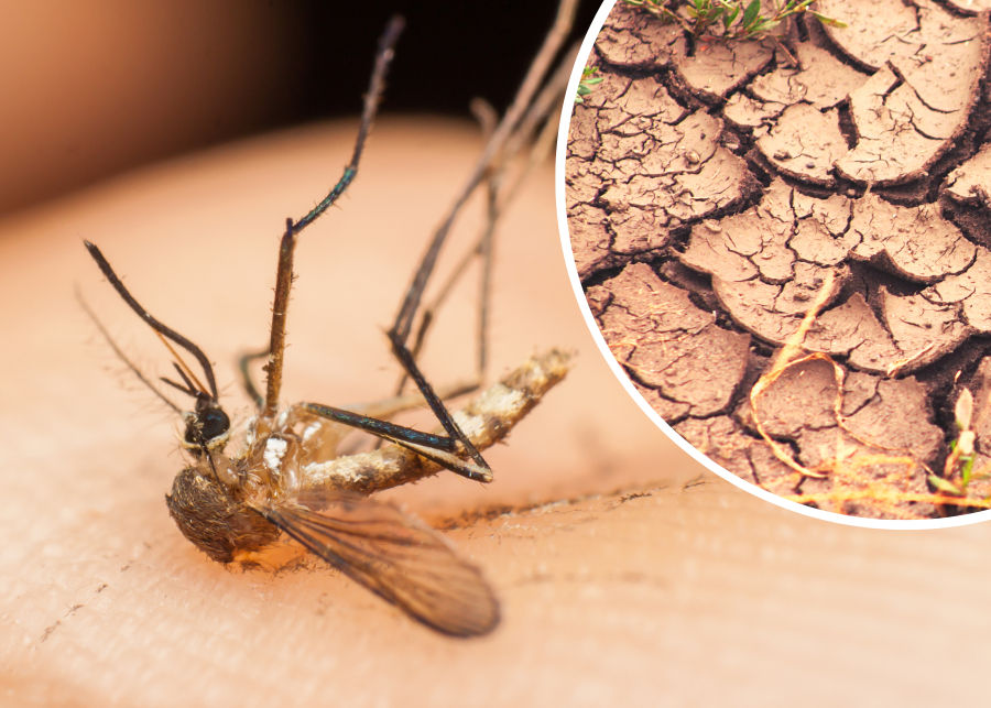 Masowe wymieranie komarów - przyczyny i skutki