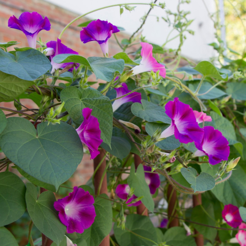 Wilec purpurowy Ipomoea purpurea, fot. AdobeStock_128205889