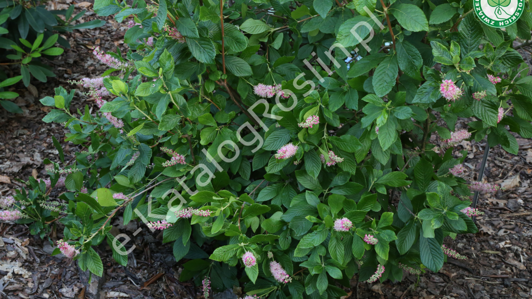 orszelina olcholistna Clethra alnifolia Pink Spire Fot. Grzegorz Falkowski ZSzP