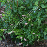 Orszelina olcholistna 'Pink Spire'
