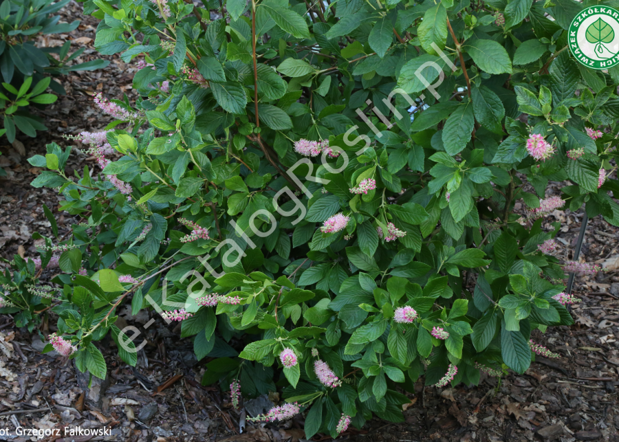 orszelina olcholistna Clethra alnifolia Pink Spire Fot. Grzegorz Falkowski ZSzP