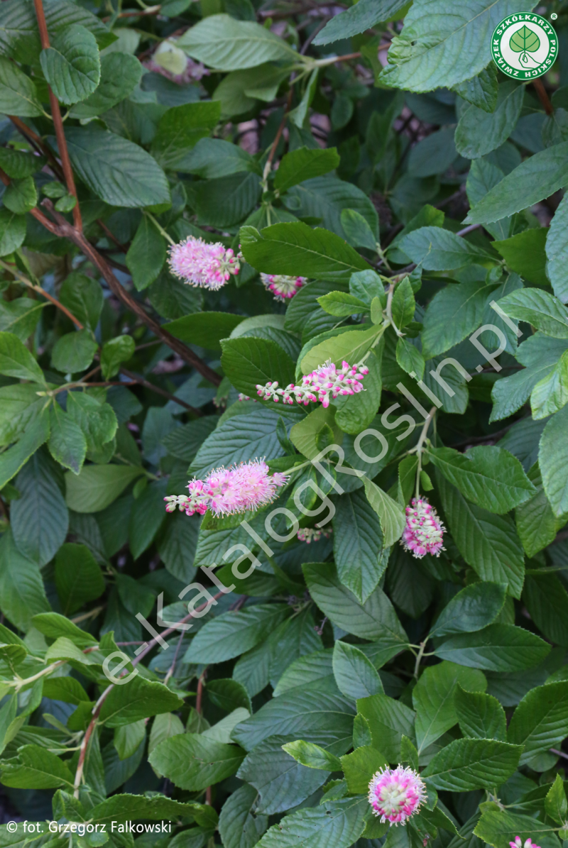 Orszelina olcholistna 'Pink Spire'