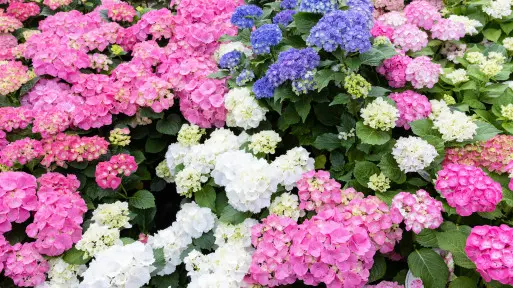 Chcesz mieć ogród jak z bajki? Zacznij od tych hortensji! Oto TOP 30+ najpiękniejszych odmian!