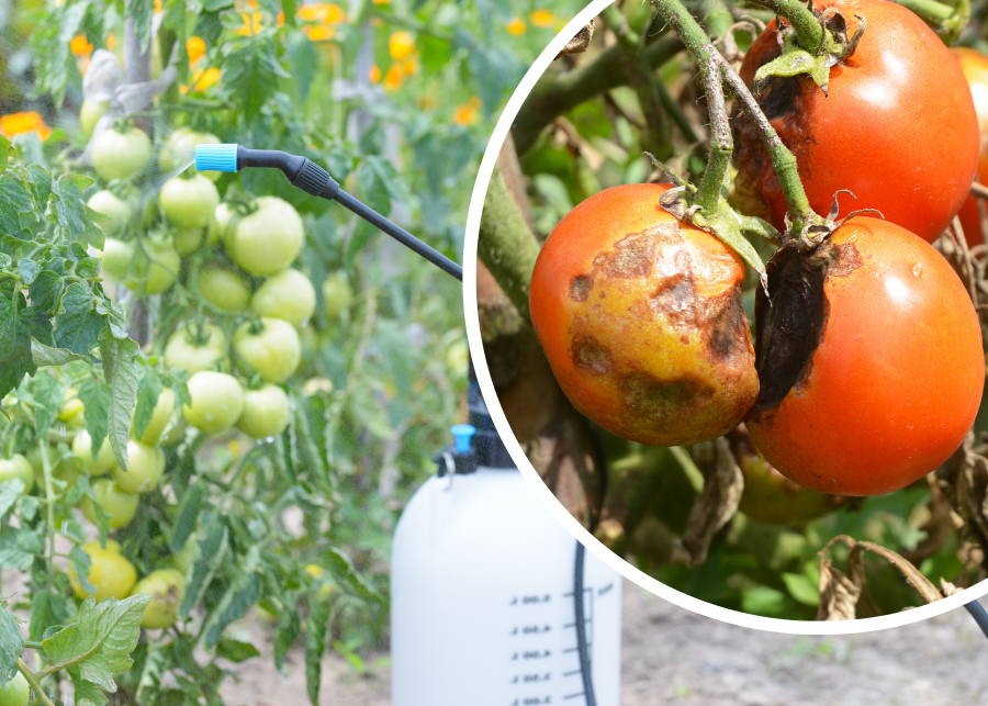 Program ochrony pomidorów
