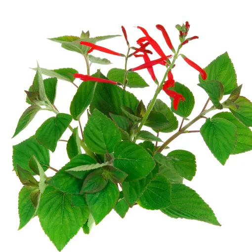 Salvia elegans / Szałwia ananasowa