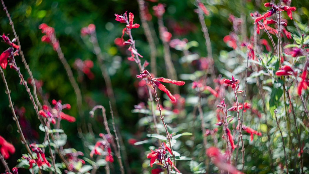 Szalwia ananasowa salvia elegans