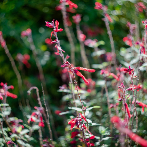 Salvia elegans / Szałwia ananasowa