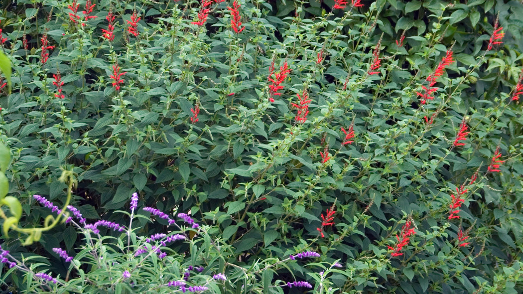 Szalwia ananasowa salvia elegans