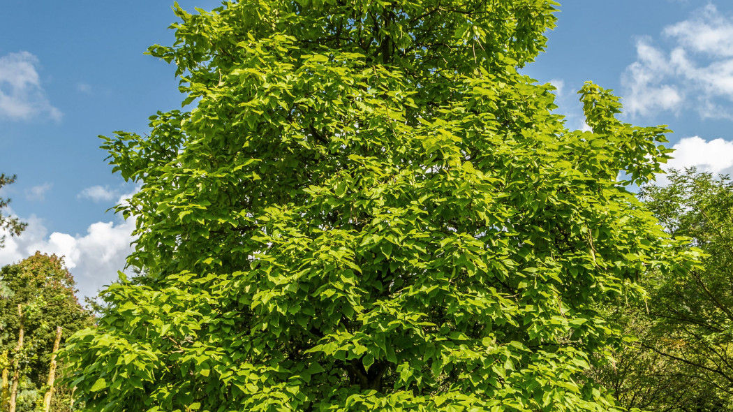 Katalpa Surmia wielkokwiatowa Catalpa speciosa