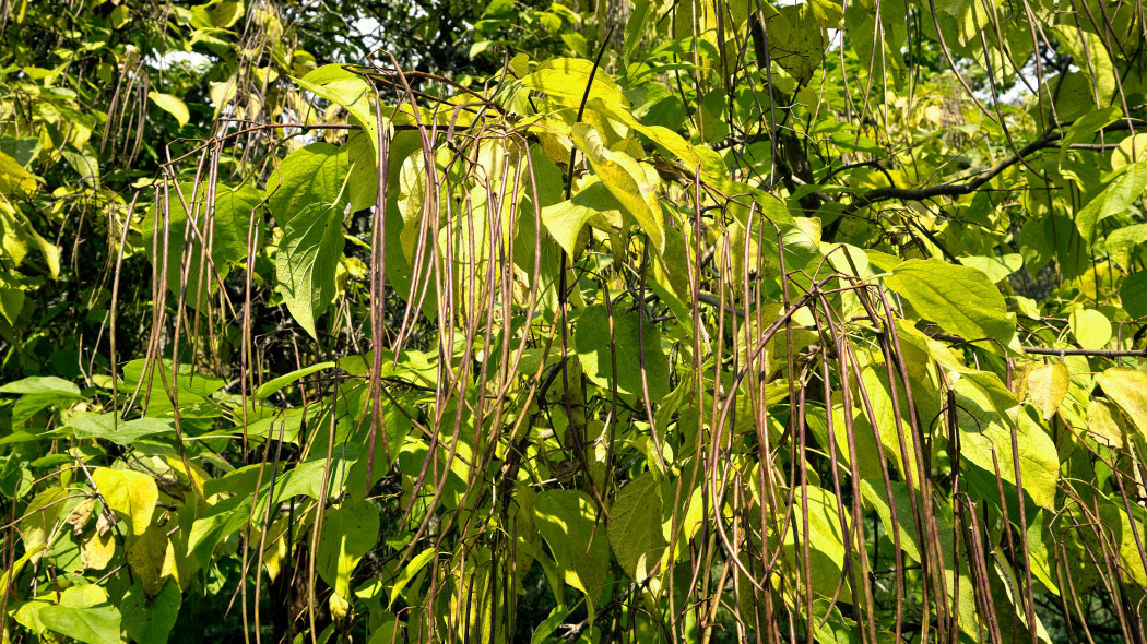 Katalpa Surmia wielkokwiatowa Catalpa speciosa