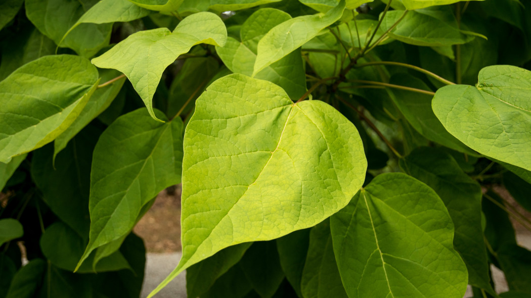 Katalpa Surmia wielkokwiatowa Catalpa speciosa