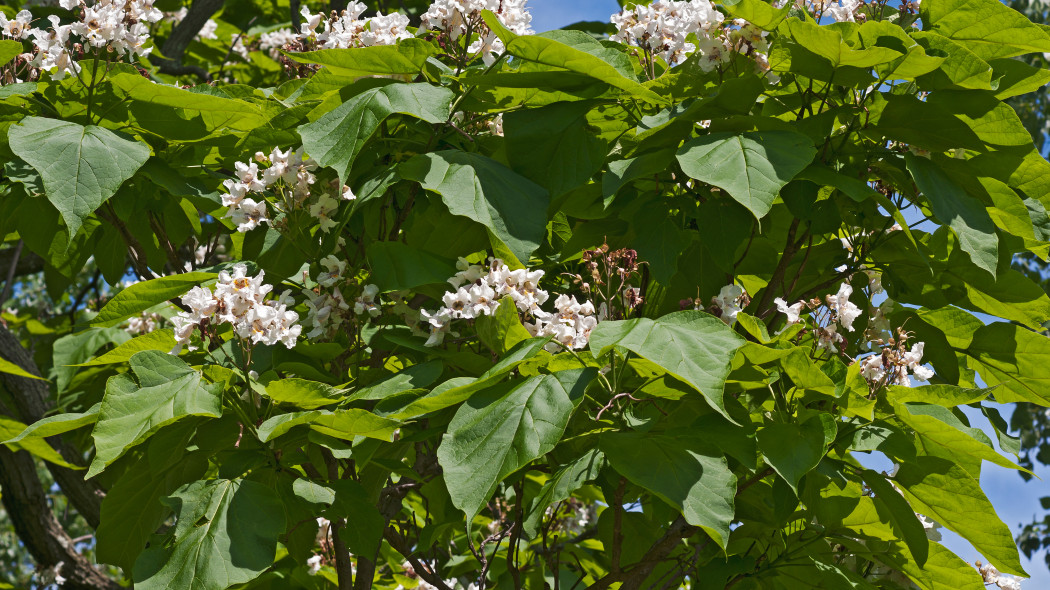 Katalpa Surmia wielkokwiatowa Catalpa speciosa