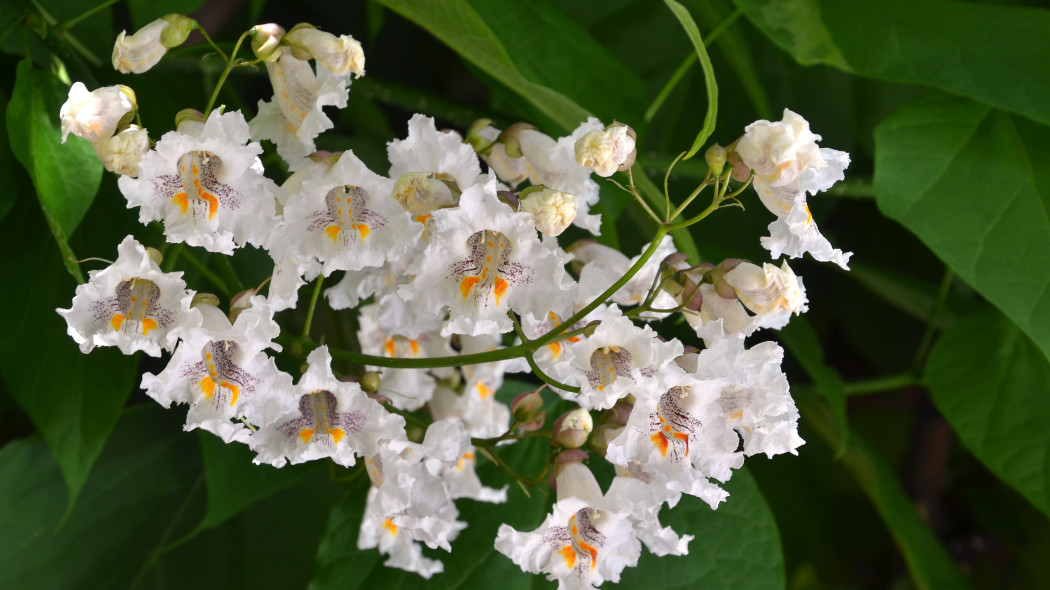 Katalpa Surmia wielkokwiatowa Catalpa speciosa