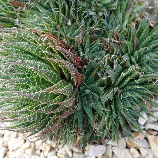 Aloes ościsty