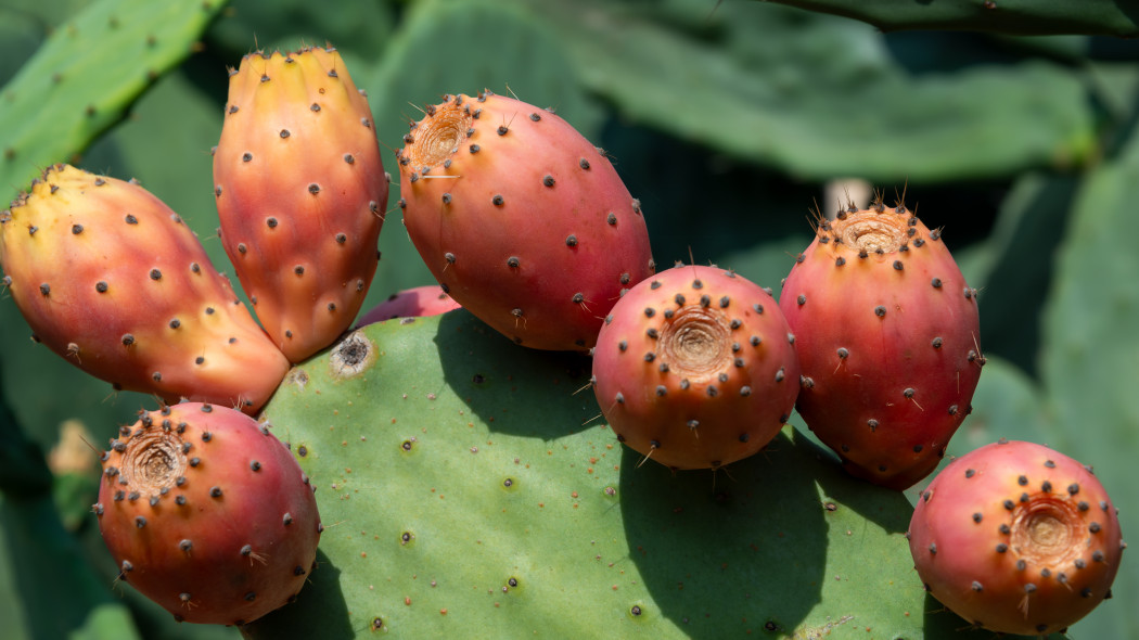 Opuncja figowa Opuntia ficus-indica