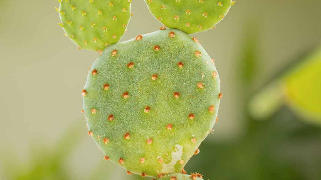 Opuncja figowa Opuntia ficus-indica