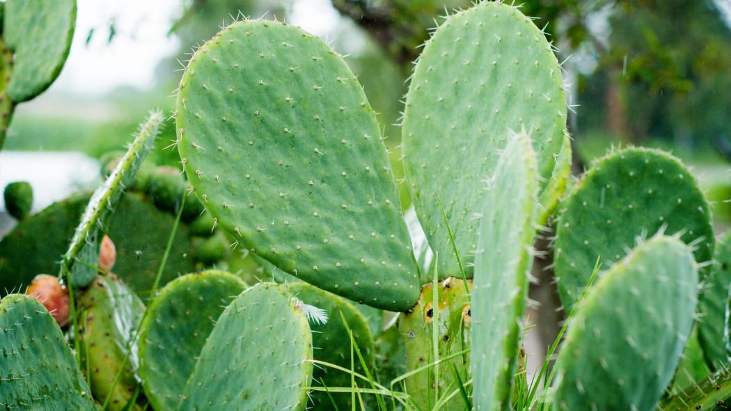 Opuncja figowa Opuntia ficus-indica