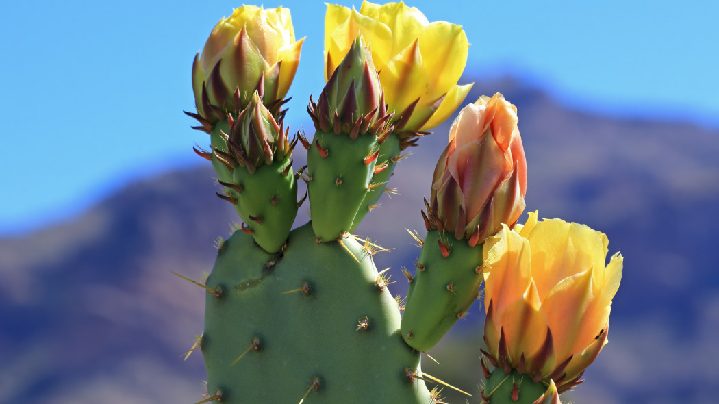 Opuncja figowa Opuntia ficus-indica kwiaty