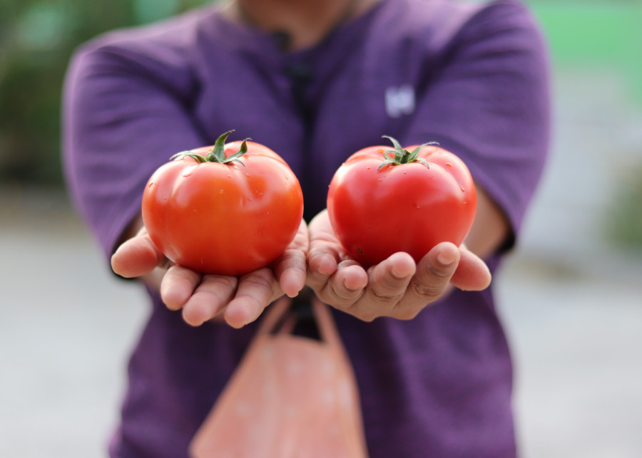 Pomidor Owoce czy warzywa Odkrywamy tajemnice