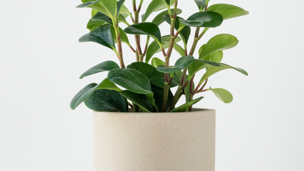 Peperomia tepolistna Peperomia obtusifolia