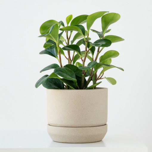 Peperomia tępolistna