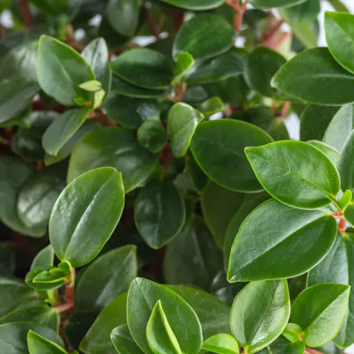 Peperomia tępolistna