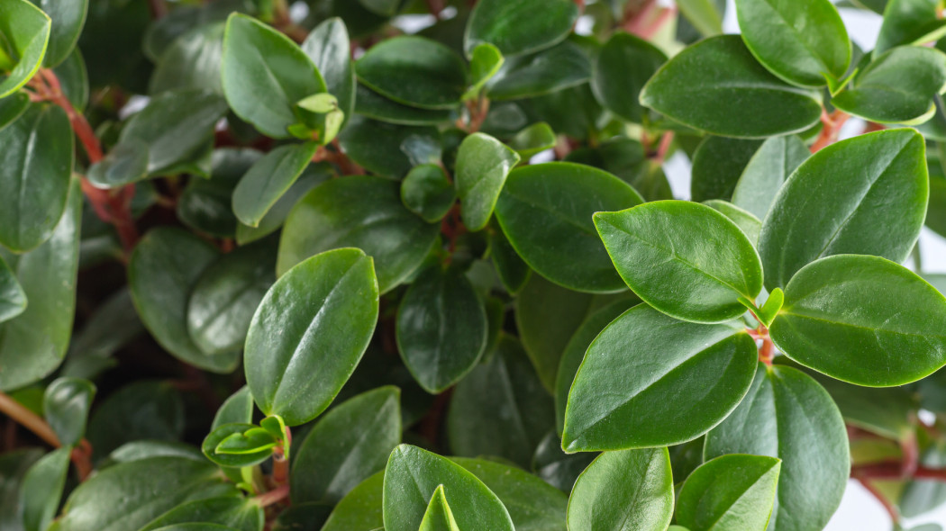 Peperomia tepolistna Peperomia obtusifolia