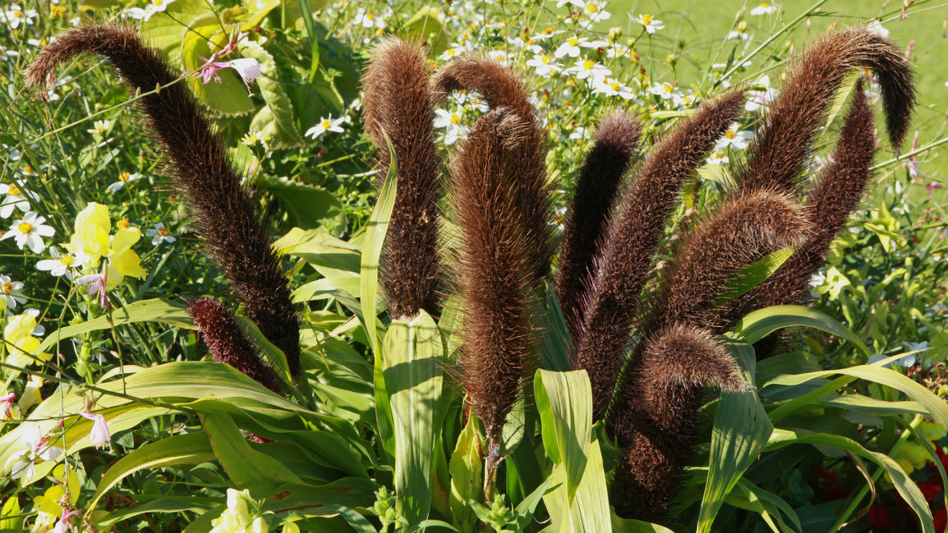 Rozplenica perlowa purpurowa Pennisetum glaucum