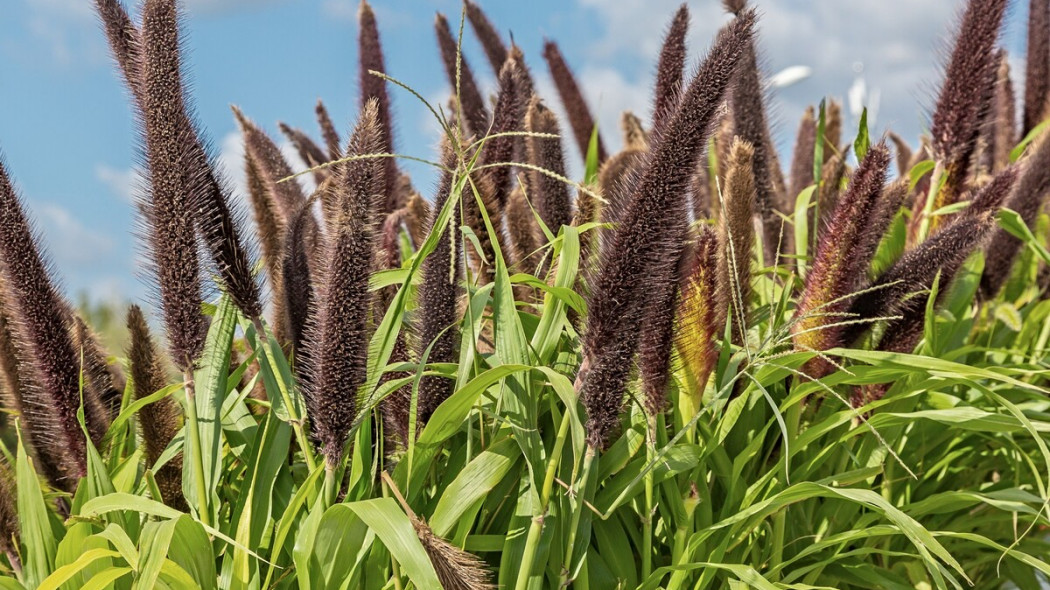 Rozplenica perlowa purpurowa Pennisetum glaucum