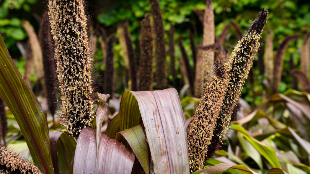 Rozplenica perlowa purpurowa Pennisetum glaucum