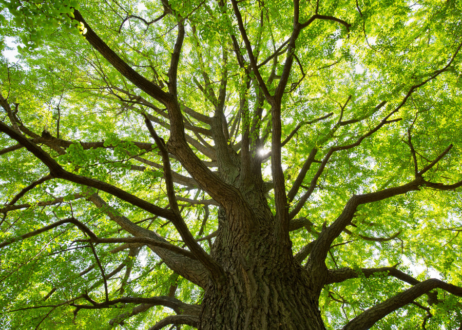 Najstarsze drzewo jakie zna ludzkosc Poznaj milorzab dwuklapowy