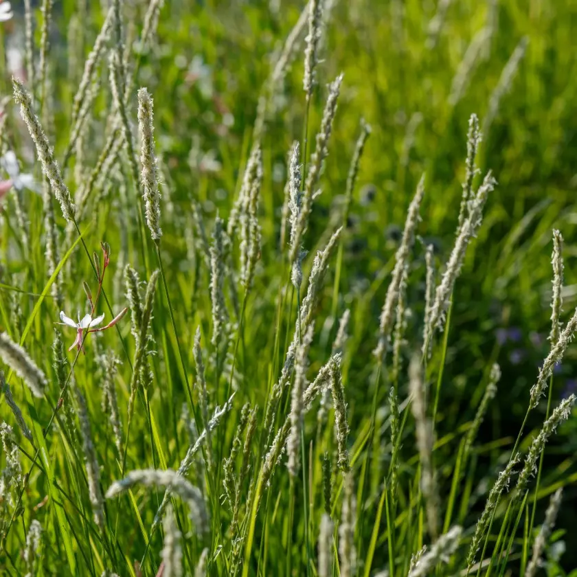 Nietypowa trawa ozdobna Sesleria jesienna Sesleria autumnalis, fot. AdobeStock_524791174