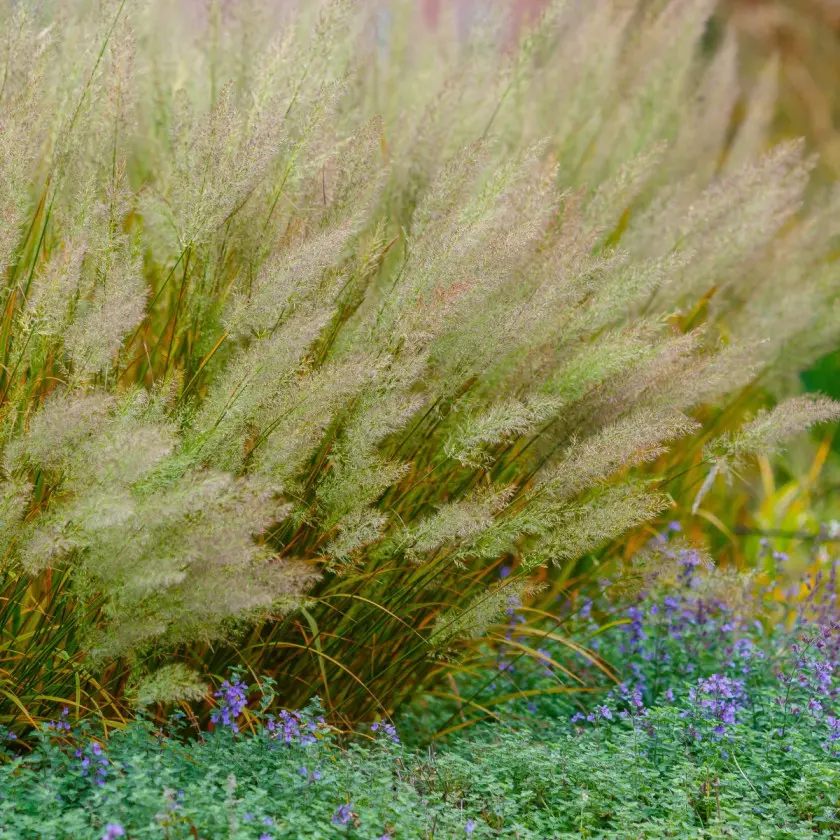 Nietypowa trawa ozdobna Trzcinnik krotkowlosowy Calamagrostis brachystachys fot AdobeStock_468433455