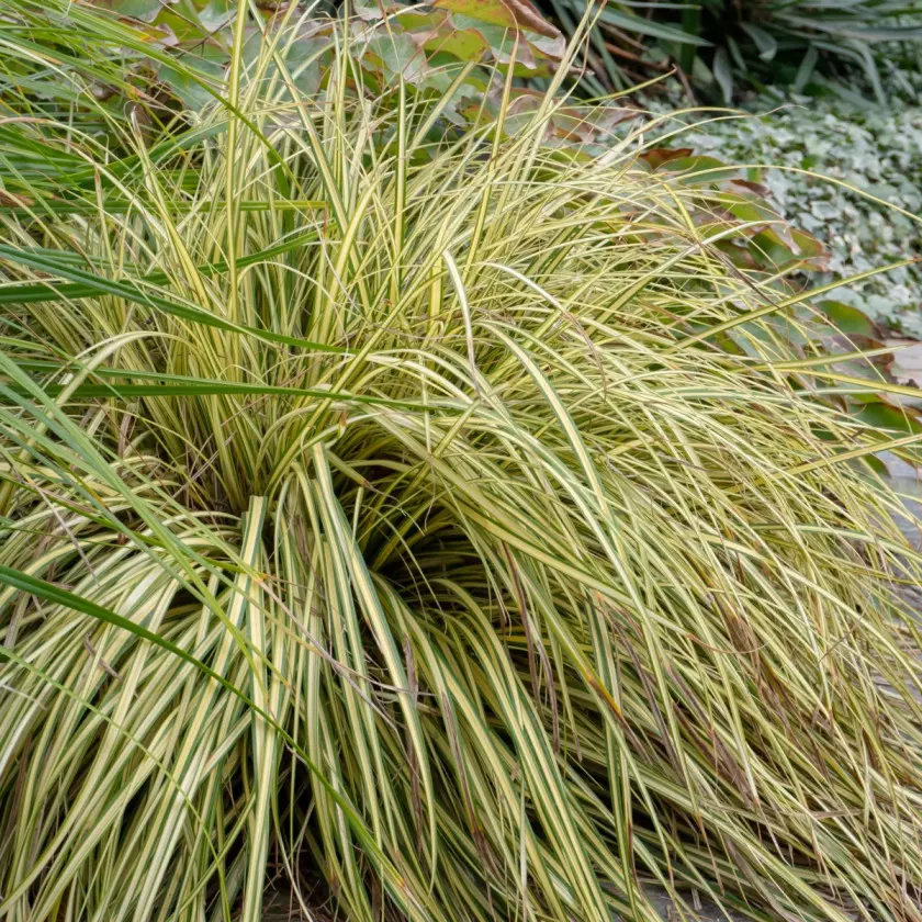 Nietypowa trawa ozdobna Turzyca oszimska Carex oshimensis, fot. AdobeStock_577009588