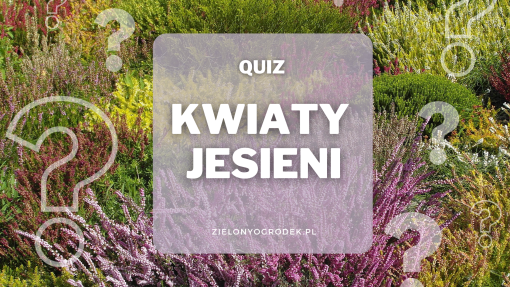 Czy znasz te jesienne kwiaty?