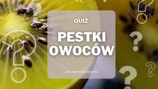 Rozpoznaj owoc po pestkach