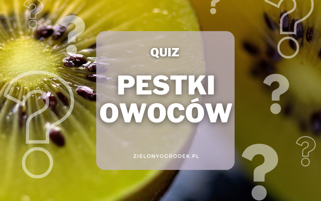 Rozpoznaj owoc po pestkach