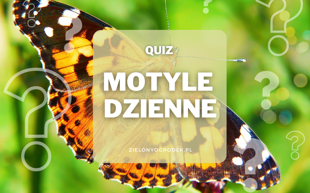 Quiz – rozpoznaj 10 dziennych motyli